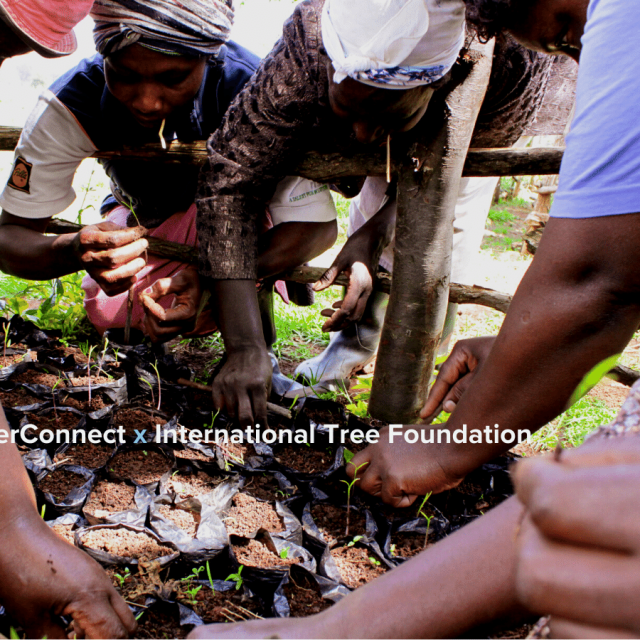 Planting Food Forests With International Tree Foundation: AnswerConnect’s June Tree-Planting Partner