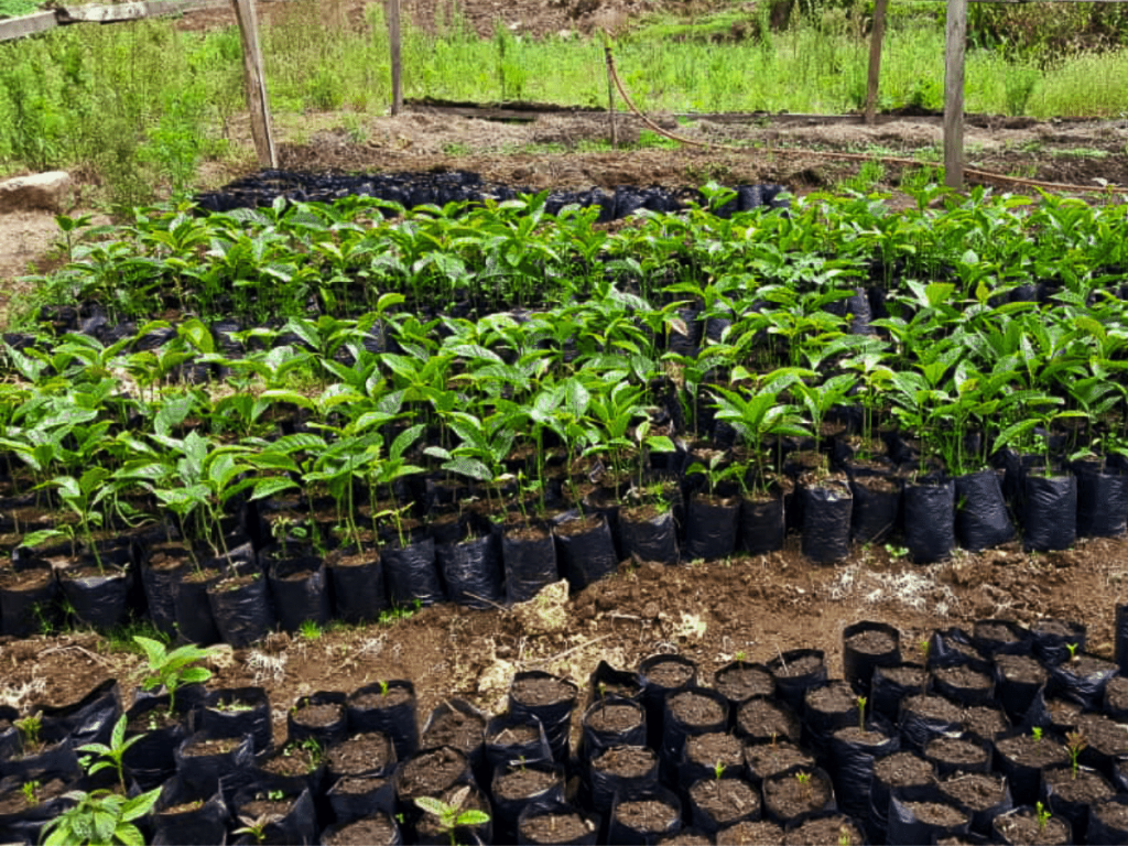 Food forest nursery in Kenya