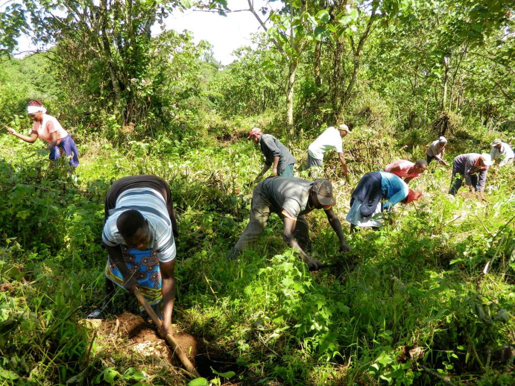 People building a food forest planting trees in Kenya