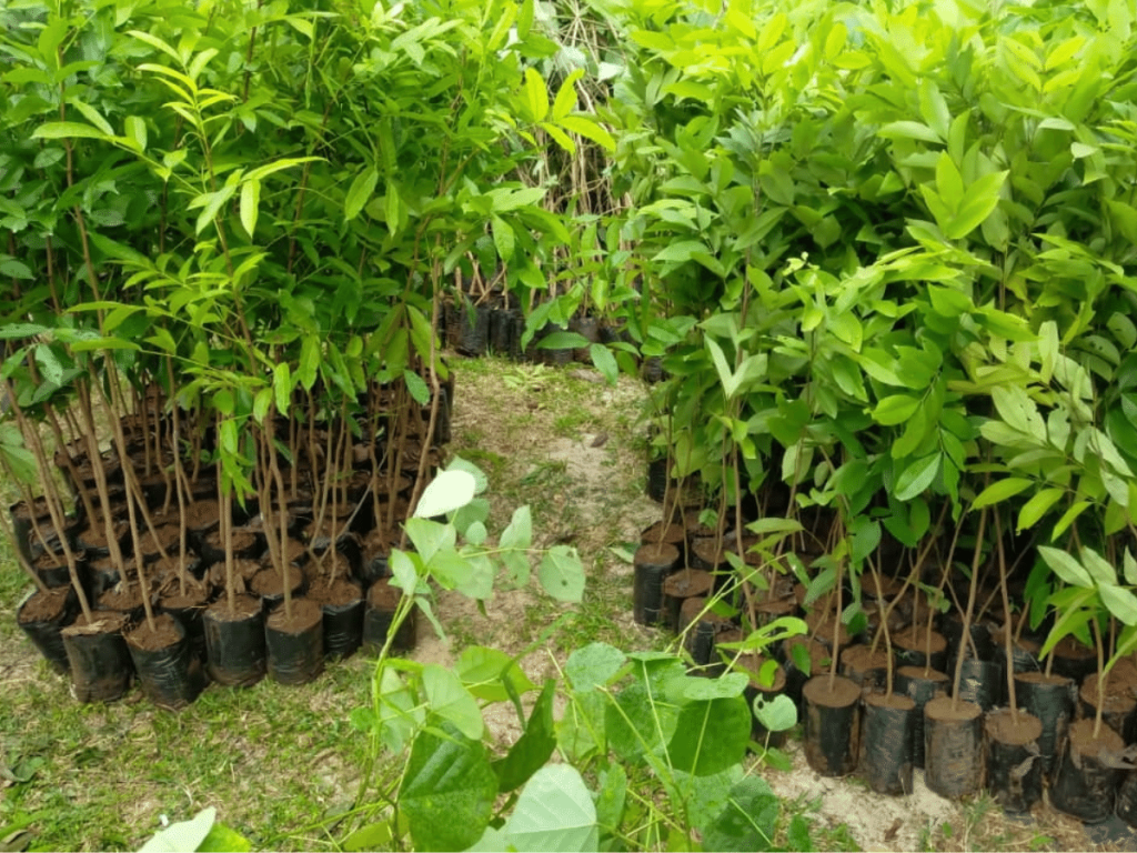 potted trees about to be planted