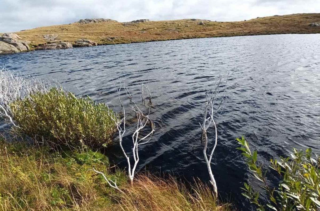 Photo of loch and native trees in Shetland. Photo by FWS