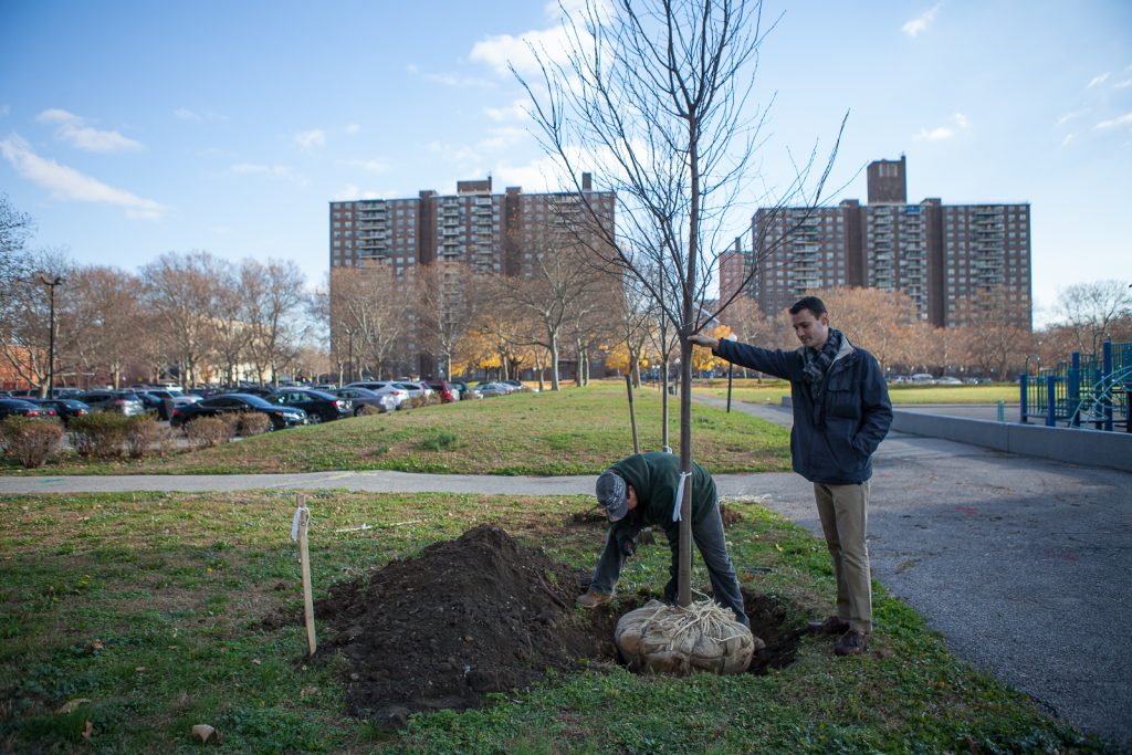 A Trees New York male volunteer planting a tree in a courtyard in New York