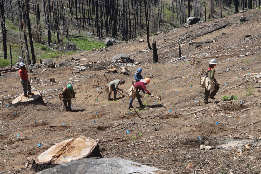 People digging the land for tree plantation