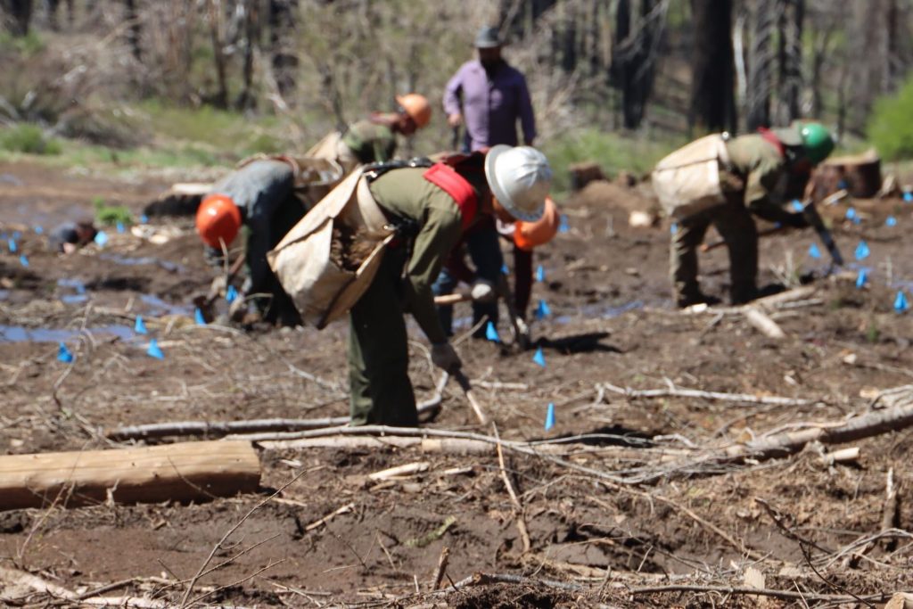 People planting the trees