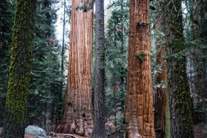 Giant sequoias in forest California