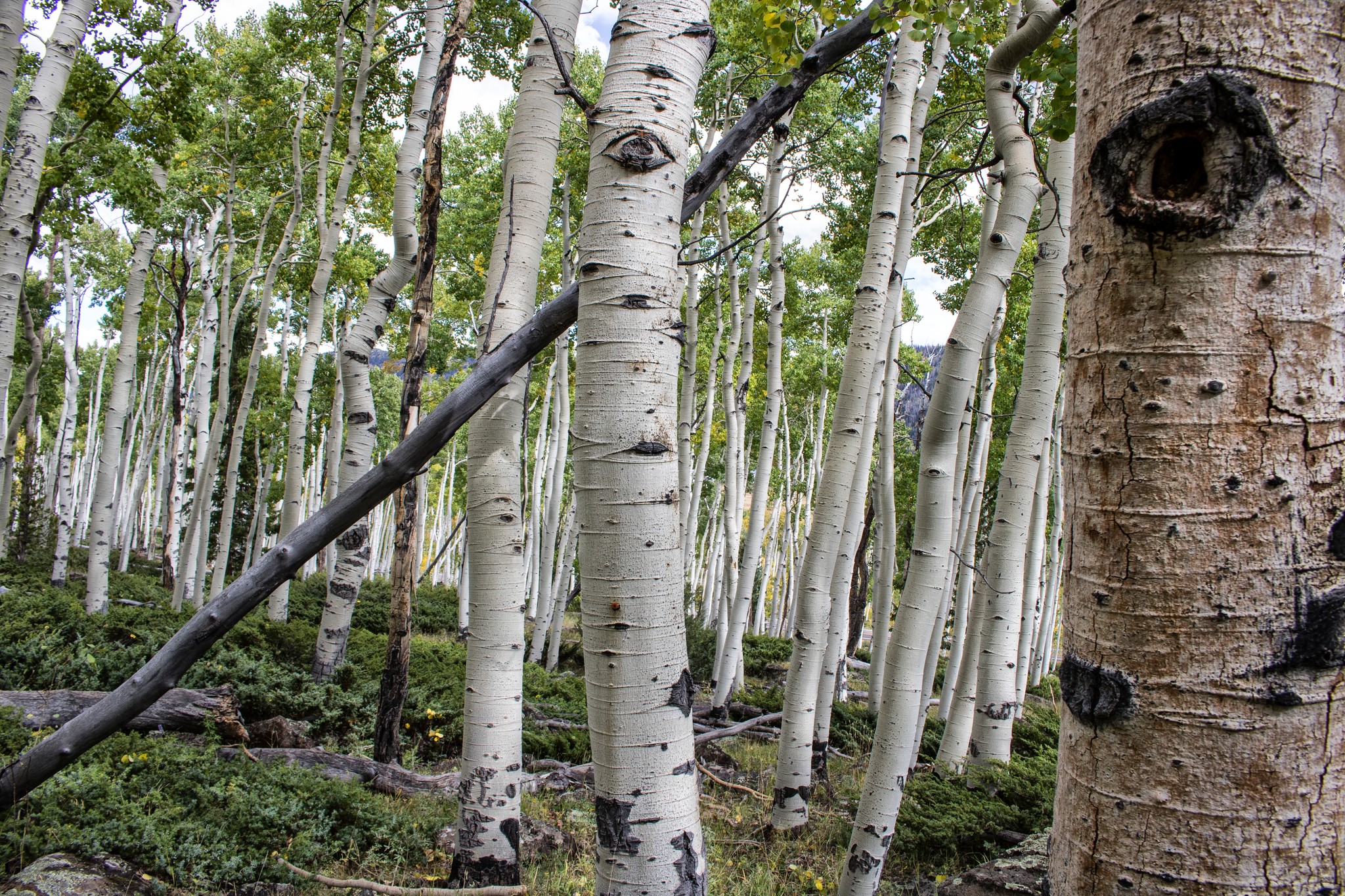 Protecting the world's largest tree with Friends of Pando ...