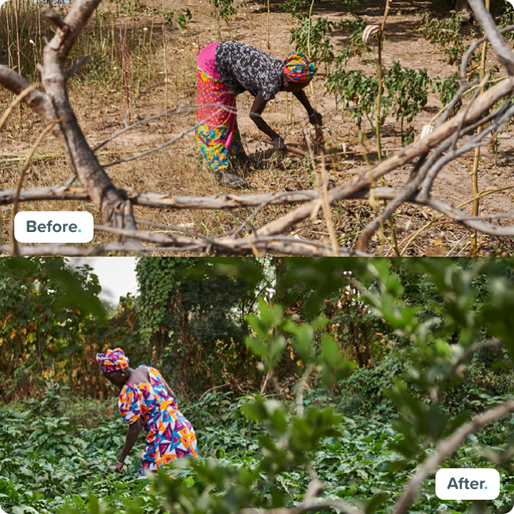 planting trees 