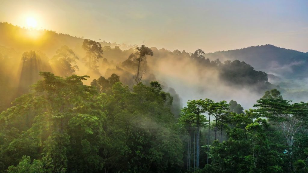 Shot of Borneo rainforest protected under tree planting initiative