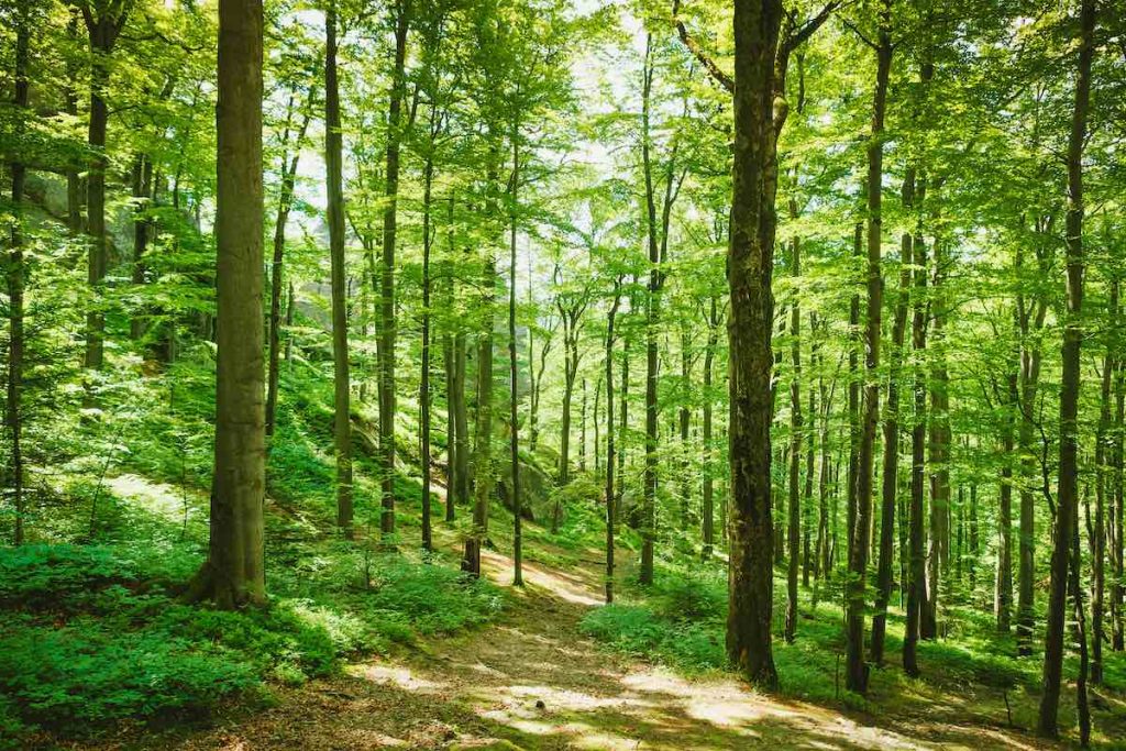 Leafy green forest trail