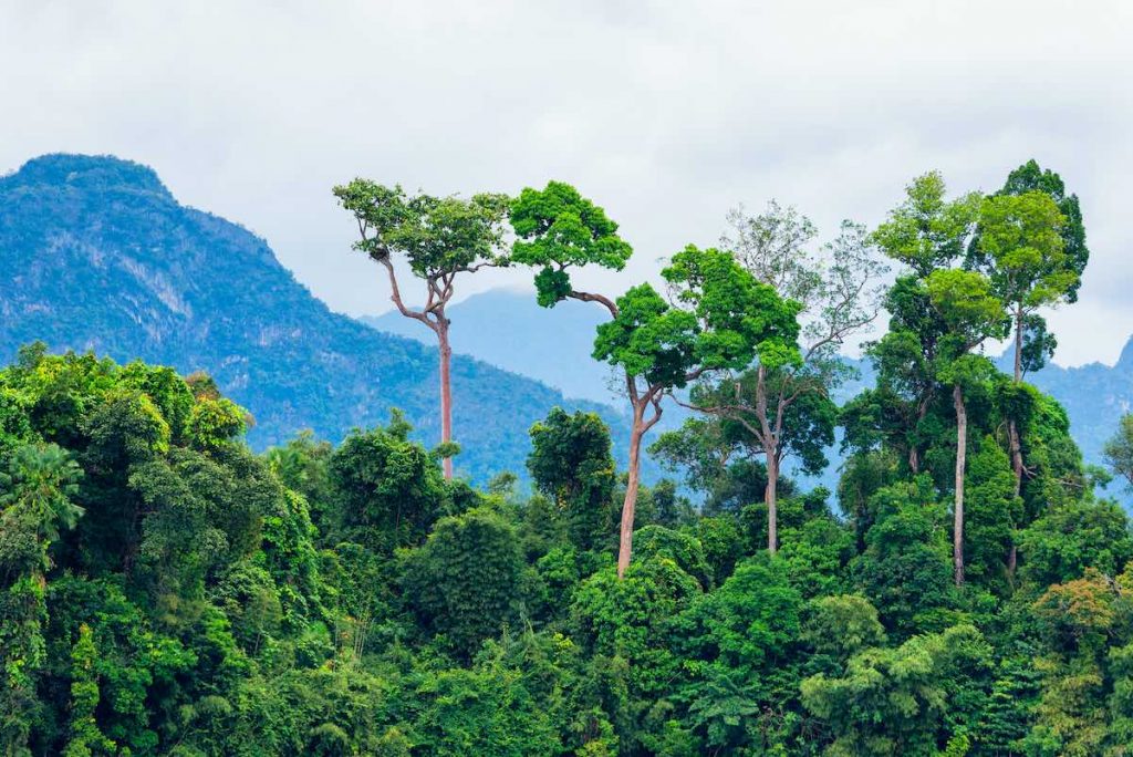 Rainforest protected by tree planting initiative