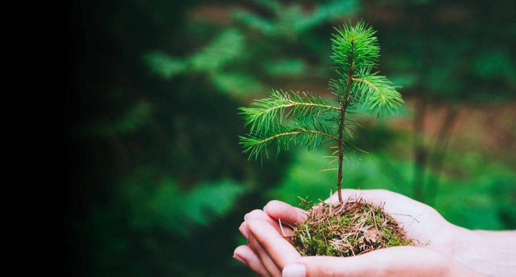 Hands planting tree sapling as tree planting initiative