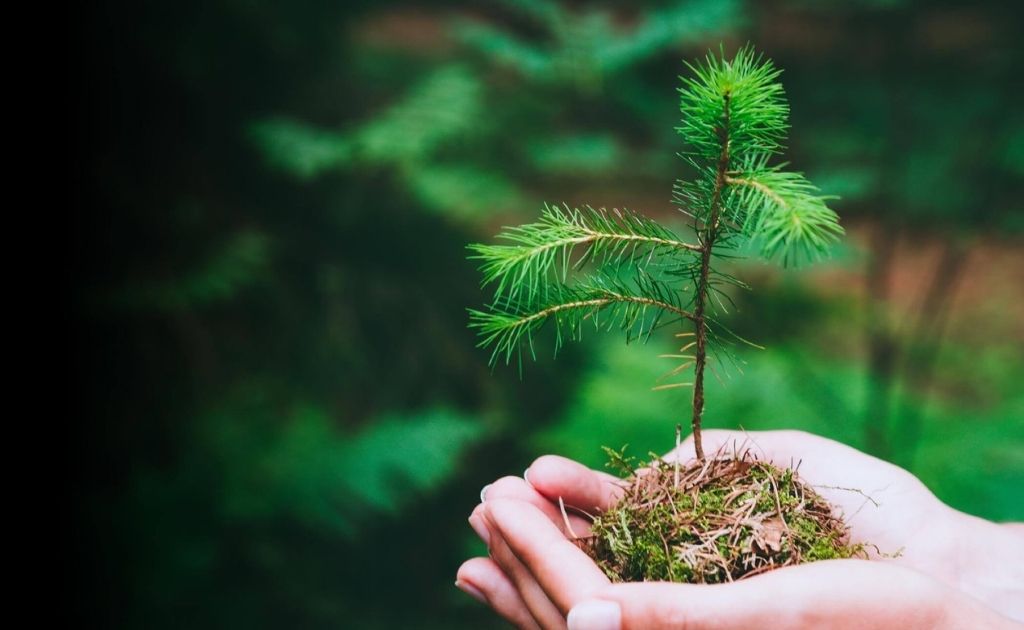 Tree being planted as part of the 1 Tree 1 Planet initiative