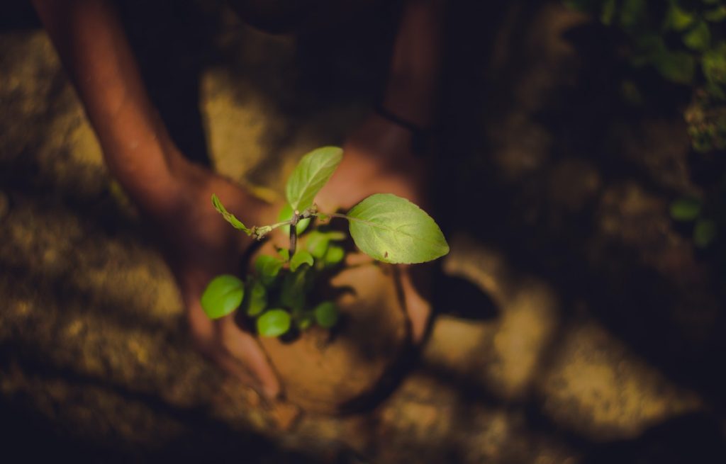 Hands planting a tree in sunlight