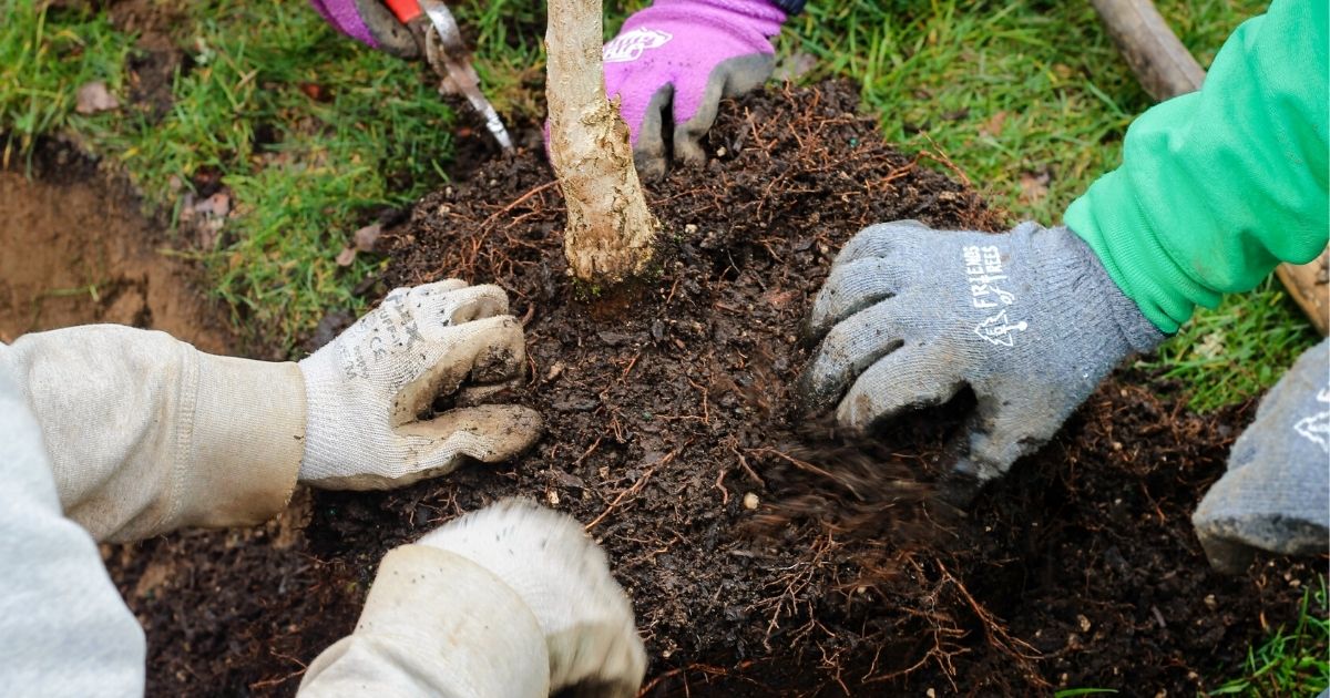 Hands planting tree for tree pruning Canada project