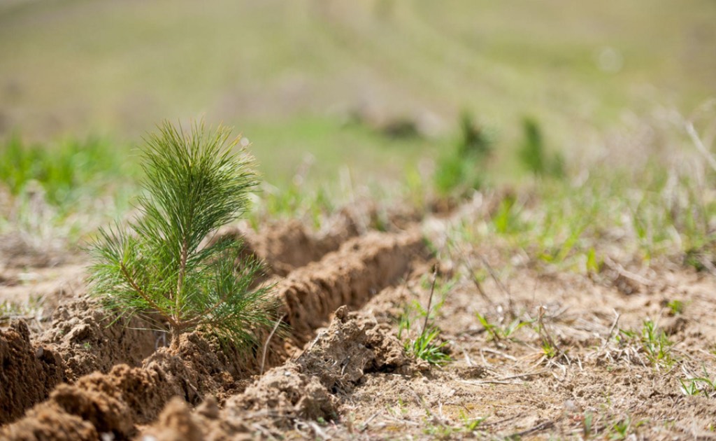 Planting saplings with Forests Ontario