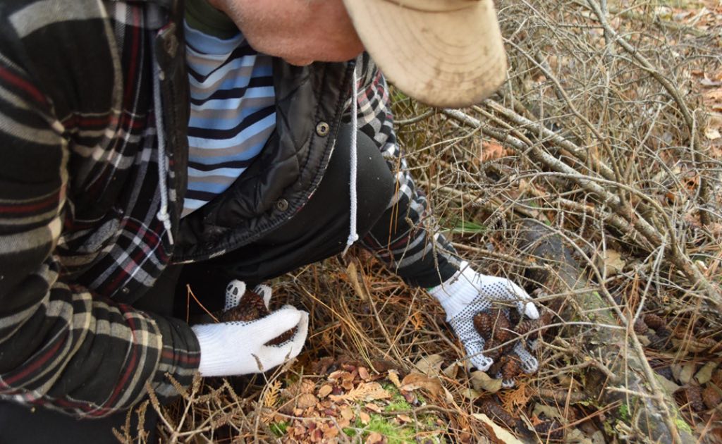 Volunteer planting trees on behalf of Forests Ontario