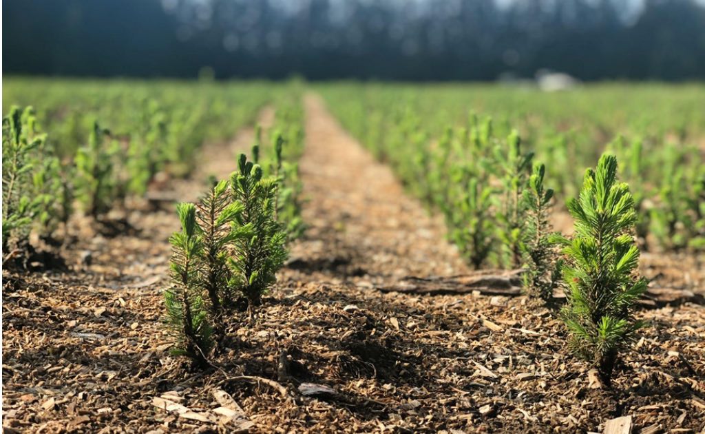 Tree saplings growing through Forests Ontario initiative