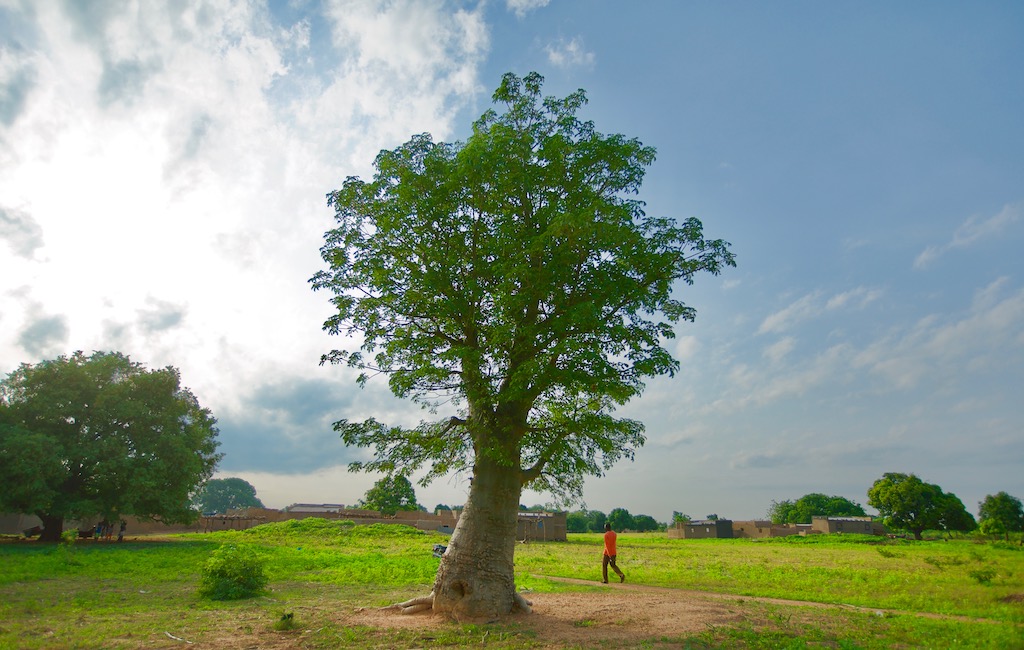 Baobab tree in rural African setting