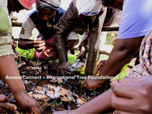 Group from International Tree Foundation planting trees