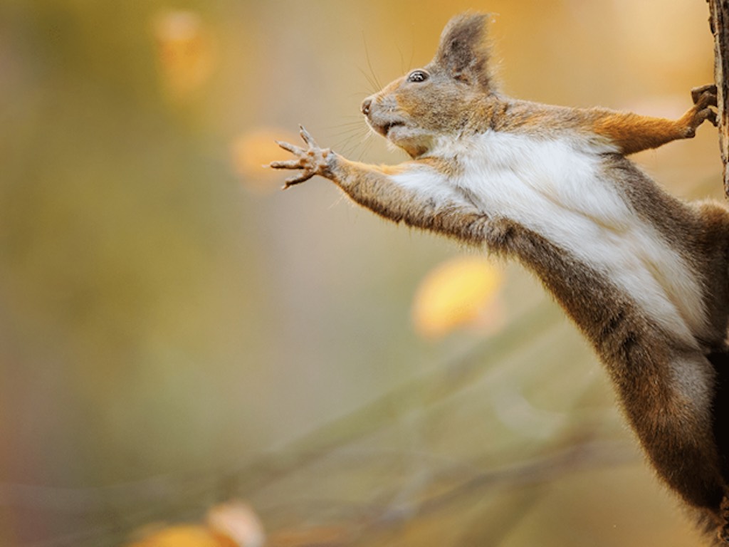 Arbor Day photo of red squirrel in tree