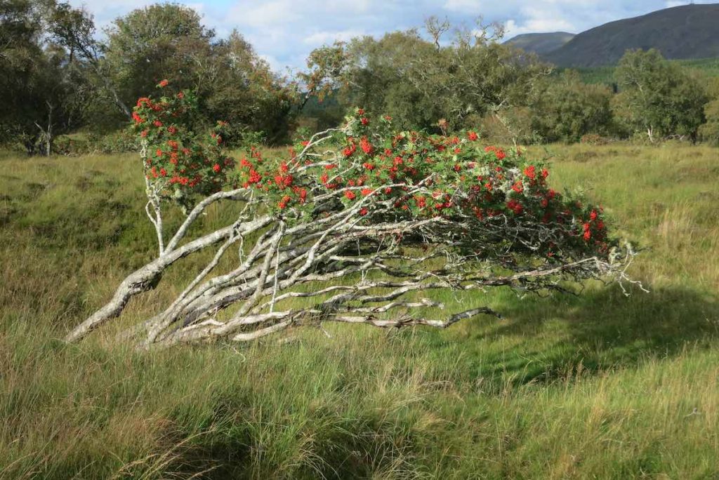 Ghost trees in Scotland. Photo by Future Woodlands Scotland