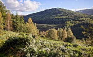 Thornilee,,Traquair,Forest,,Tweeddale,,Scottish,Borders