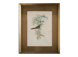 AN ANTIQUE LITHOGRAPH OF ROSY MINIVET BIRDS