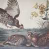 A PAIR OF ANTIQUE 19TH C. PRINTS WITH BIRDS PIC-2