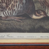 A PAIR OF ANTIQUE 19TH C. PRINTS WITH BIRDS PIC-6