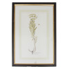 A HAND-COLORED ETCHING OF A BOTANICAL DRAWING PIC-0