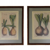 A PAIR OF COLORED BOTANICAL ETCHINGS AFTER SWEERT PIC-0