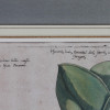 A PAIR OF COLORED BOTANICAL ETCHINGS AFTER SWEERT PIC-1