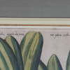 A PAIR OF COLORED BOTANICAL ETCHINGS AFTER SWEERT PIC-2