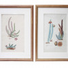 PAIR GERMAN SCHOOL BOTANICAL WATERCOLOR PAINTINGS PIC-0