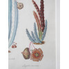 PAIR GERMAN SCHOOL BOTANICAL WATERCOLOR PAINTINGS PIC-5