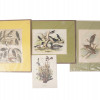 VINTAGE LITHOGRAPH BIRD ILLUSTRATIONS PIC-0