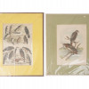 VINTAGE LITHOGRAPH BIRD ILLUSTRATIONS PIC-1