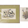 VINTAGE LITHOGRAPH BIRD ILLUSTRATIONS PIC-2