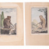 TWO ANTIQUE ZOOLOGICAL COLOR ENGRAVINGS MONKEYS PIC-0