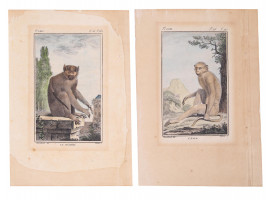 TWO ANTIQUE ZOOLOGICAL COLOR ENGRAVINGS MONKEYS