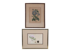 A PAIR OF BOTANICAL HAND COLORED ENGRAVINGS