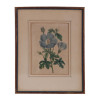 A PAIR OF BOTANICAL HAND COLORED ENGRAVINGS PIC-1