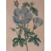 A PAIR OF BOTANICAL HAND COLORED ENGRAVINGS PIC-3