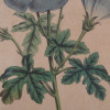 A PAIR OF BOTANICAL HAND COLORED ENGRAVINGS PIC-4