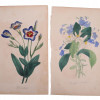 ANTIQUE 19 CENTURY HANDPAINTED ENGRAVINGS FLOWERS PIC-3