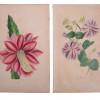 ANTIQUE 19 CENTURY HANDPAINTED ENGRAVINGS FLOWERS PIC-5