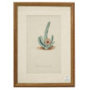 AN ANTIQUE WATERCOLOR BOTANICAL PRINT PIC-0