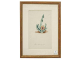 AN ANTIQUE WATERCOLOR BOTANICAL PRINT