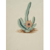 AN ANTIQUE WATERCOLOR BOTANICAL PRINT PIC-1