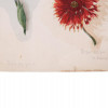 ANTIQUE BOTANICAL PAINTINGS BY ALBERT BAUR JUNIOR PIC-3